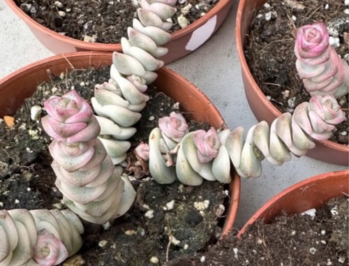 Crassula marneriana variegated - crassula,