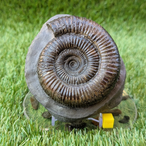 Dactylioceras ammonite north - dactylioceras,