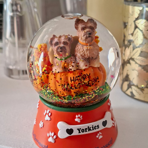Willabee ward yorkies happy - &,