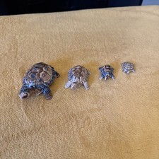 Set of 4 Wade Tortoises