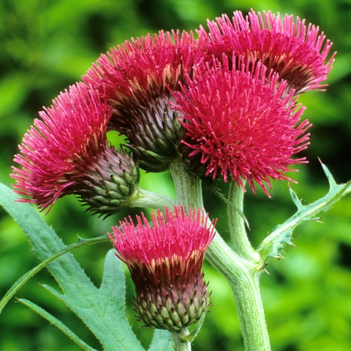 Cirsium atropurpureum plume - -,