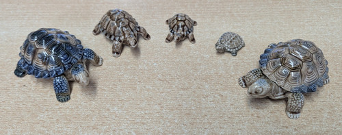 Wade tortoise turtle - 5x, tortoise/turtle