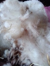 Valais Blacknose Unwashed raw