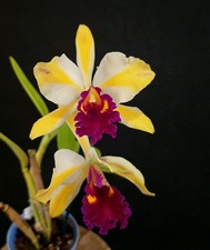 Cattleya Fu Shu Glory "Happy