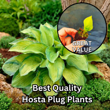 1x Hosta Jumbo Plug Plants