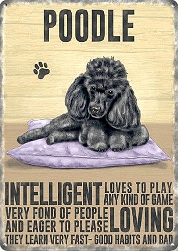 Poodle characteristics small - poodle,