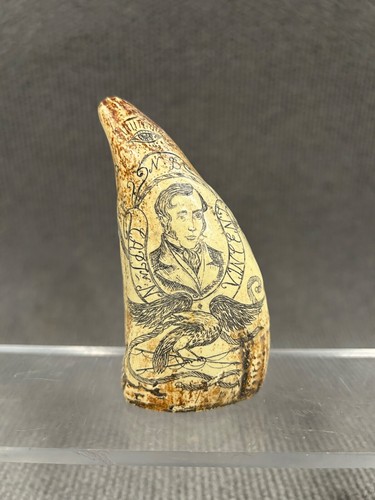 Sperm whale scrimshaw - sperm,