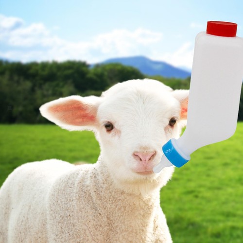 Lamb milk bottle - lamb, scale