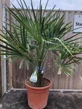 TRACHYCARPUS FORTUNEI/CHUSAN PALM 80CM HIGH IN A 5 LITRE POT