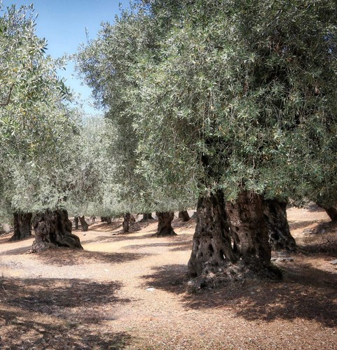 Olea europaea nocellara - olea,