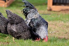 Fertile silver double - 12+,
