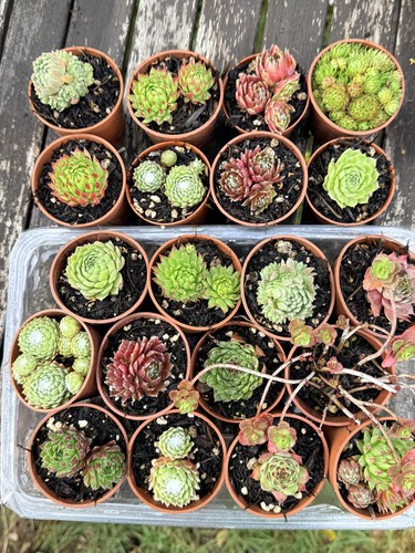 Pots mixed sempervivum - mixed,