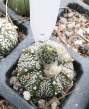 Astrophytum asterias, Super