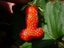 PENILE SHAPED STRAWBERRY, 50 SEEDS + FREE