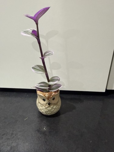 Tradescantia mini 5cm - in,