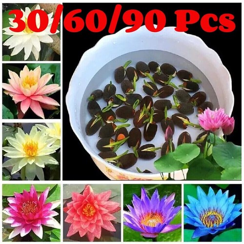 90pcs seeds lotus - 30/90pcs, mix