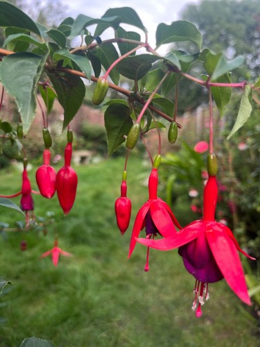 Fuchsia janna roddenhof - roddenhof, hardy