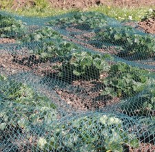 Green bird netting garden - netting,