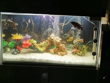 200l Fluval Fish tank with cabinet, with equipment and ornaments