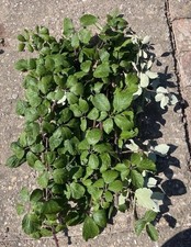 Freshly Picked Brambles Stick Insect Food 12x Cuttings