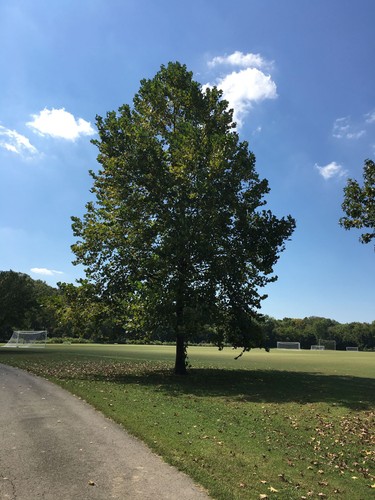 American sycamore tree - tree, 18