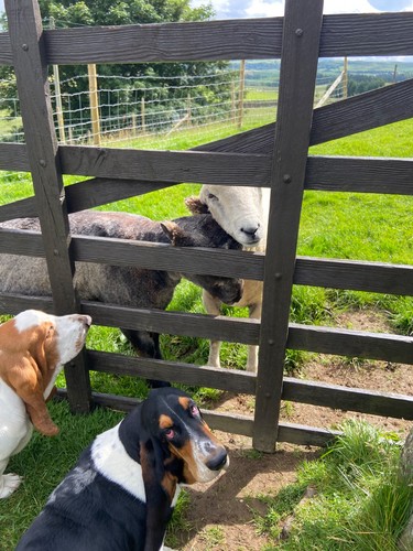 Pedigree ryeland sheep raw - sheep,