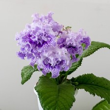 Streptocarpus DS-Good Boy-Plug
