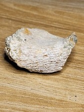 Thescelosaurus Vertebra Fossil Hell Creek Great Gift for Dinosaur fan! (Ref6002)