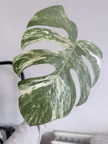 Highly variegated monstera - highly,