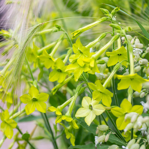 Nicotiana lime green - 'lime, green'
