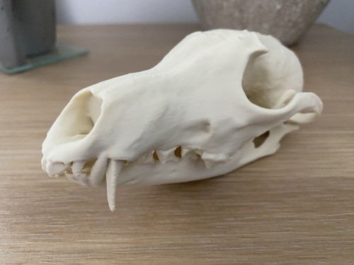 Replica european fox - replica, skull