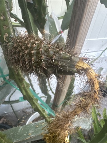 Mac dragon fruit cuttings - mac,