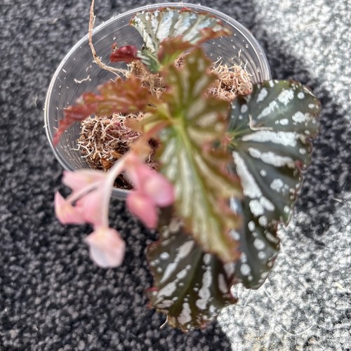 Begonia spotlight dark small - begonia, dark.