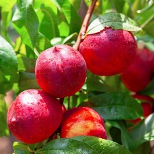 Patio Nectarine 'Rubis' 5L pot