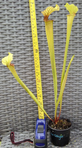Sarracenia samantha jsh170 - sarracenia,
