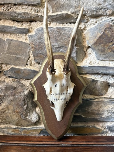 Mounted shield roe buck stag - shield,