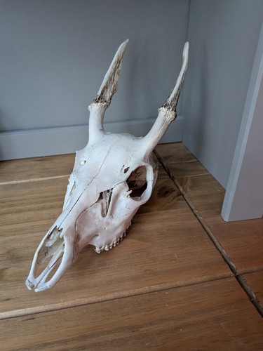 Sika deer large skull - sika,