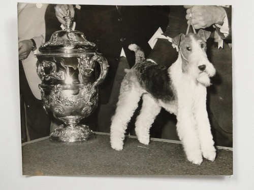 Wire fox terrier champion - terrier,