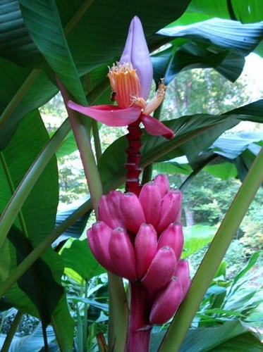 Musa velutina pink - musa,