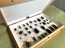 Entomology Case Beetle Collection specimens tropical Watkins Doncaster insects