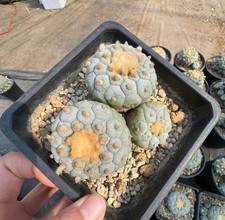 9cm Caci Self Rooted WYSIWYG