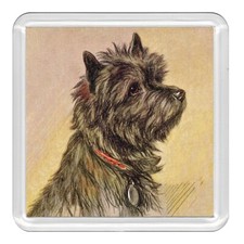 Cairn Terrier Dog Head Study