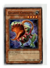 Gigantic Cephalotus -