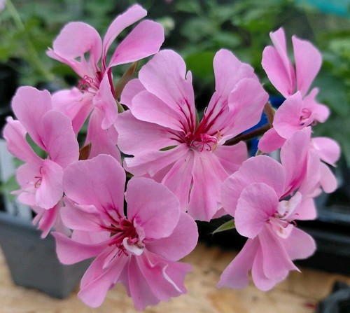 Pelargonium madam crousse - crousse',
