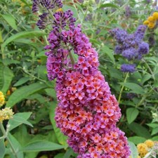 Buddleia Flower Power