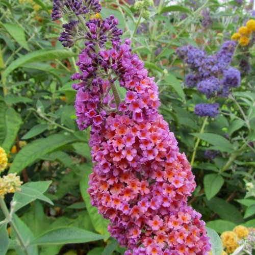 Buddleia flower power - flower,