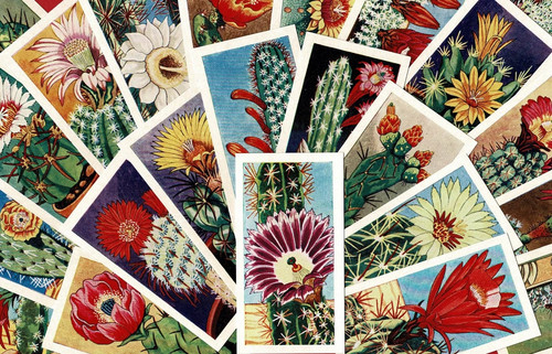 Cacti 1962 british - cacti, tea