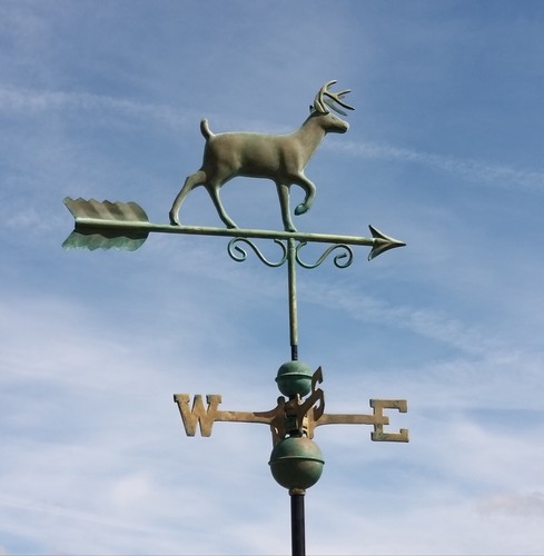 Medium copper stag proud buck - medium, stag/proud
