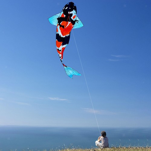 Large koi fish - koi, kite