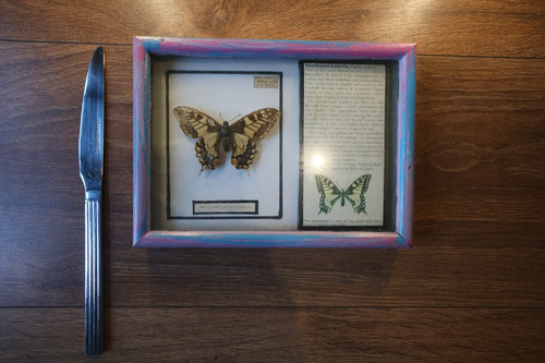 Butterfly taxidermy frame - butterfly,
